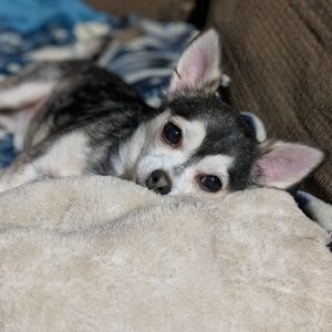 Meet your Posher, Abbie